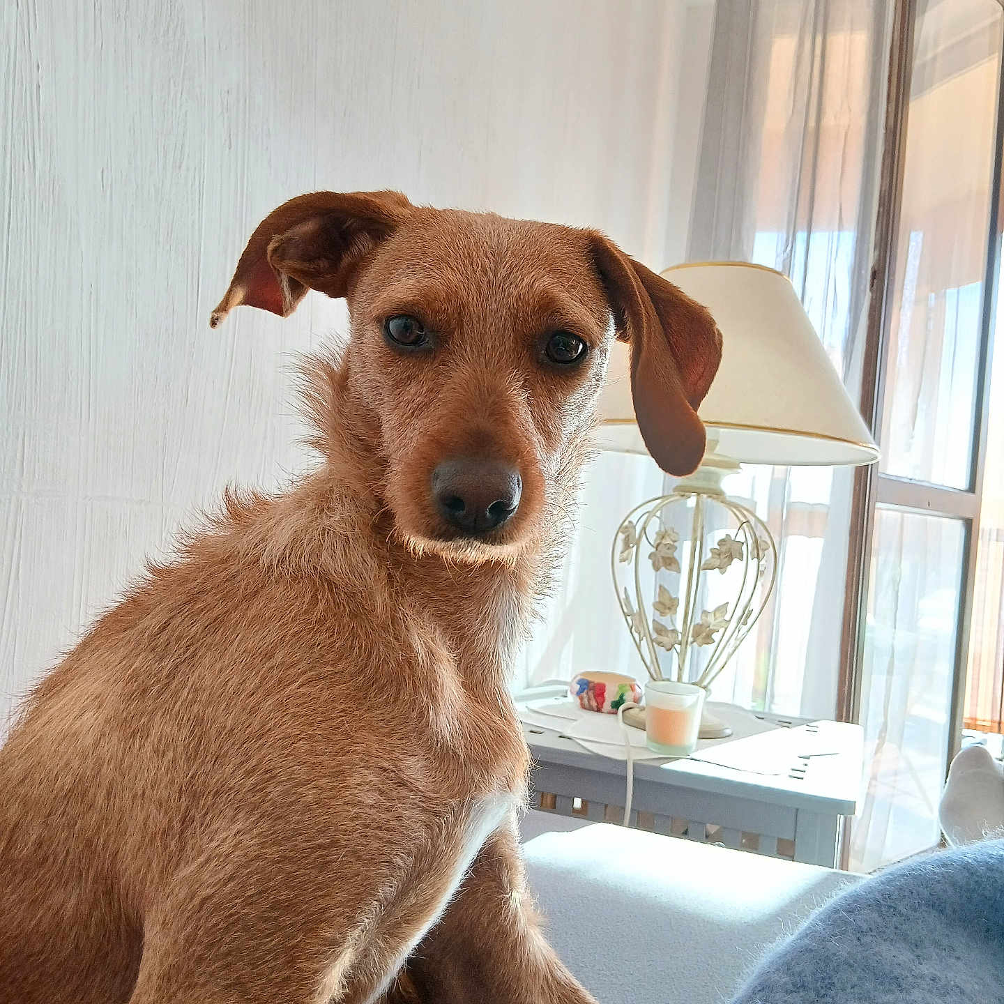Lola a rejoint le concours — aidez-le/la à gagner de superbes lots ! dog, brown_dog, pet, indoor, couch, lamp, curtains, window, furniture, animal, fur, sitting, looking, home, cozy, daylight, decor, expression, ears, snout