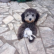 Alesia a rejoint le concours — aidez-le/la à gagner de superbes lots ! dog, toy, stuffed_animal, patio, stone_floor, gray_fur, curly_fur, outdoor, plant, flower_pot, relaxed, pet, animal, cute, companion, playful, small_dog, lying_down, home_garden, cozy