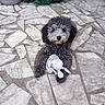dog, toy, stuffed_animal, patio, stone_floor, gray_fur, curly_fur, outdoor, plant, flower_pot, relaxed, pet, animal, cute, companion, playful, small_dog, lying_down, home_garden, cozy