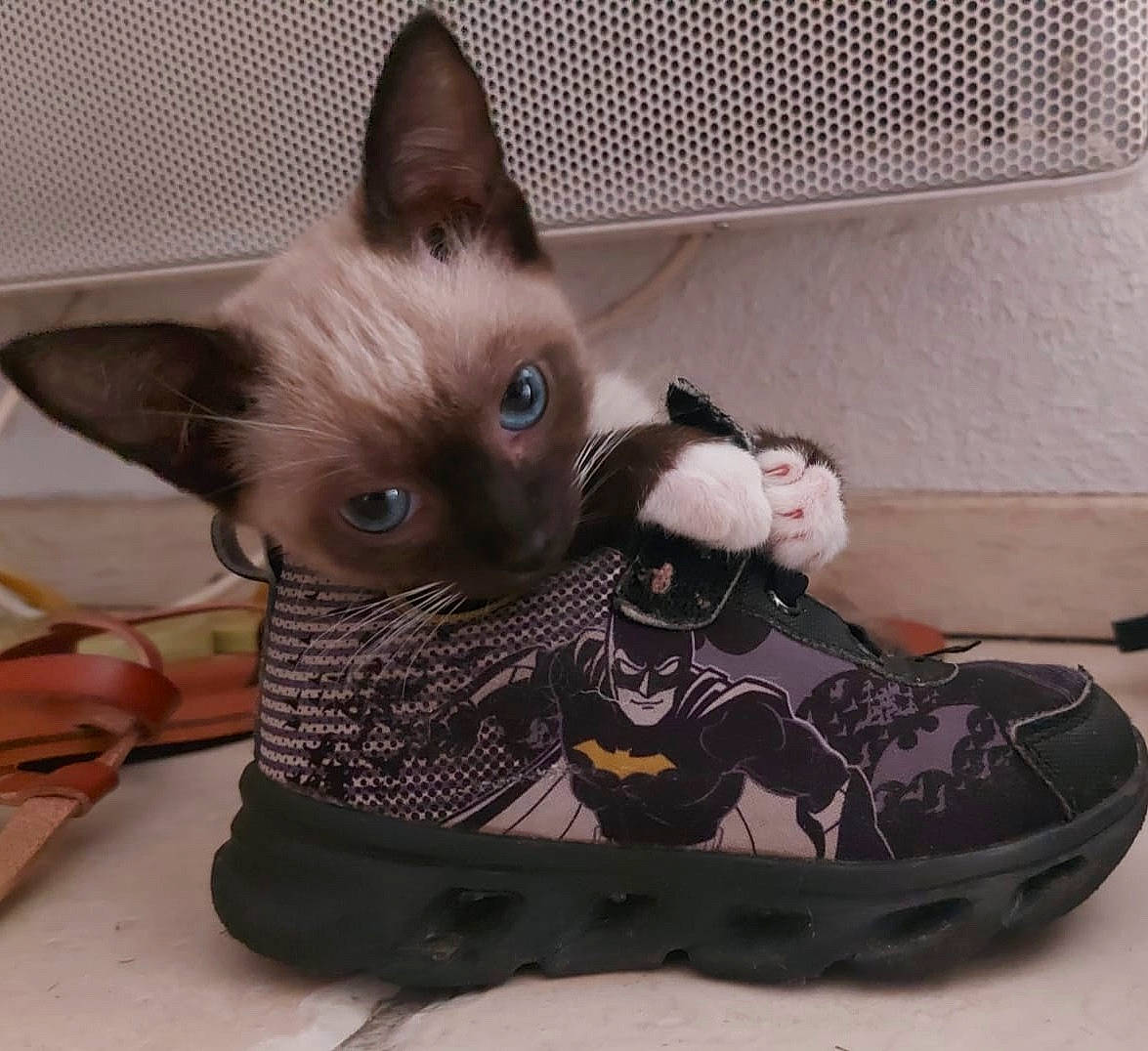 Captain participe au concours pour gagner de l'argent avec cette photo : athletic_shoe, balinese, black_cat, carnivore, cat, cat_bed, cat_supply, comfort, domestic_short_haired_cat, fawn, felidae, fur, outdoor_shoe, paw, siamese, small_to_medium_sized_cats, tail, thai, whiskers
