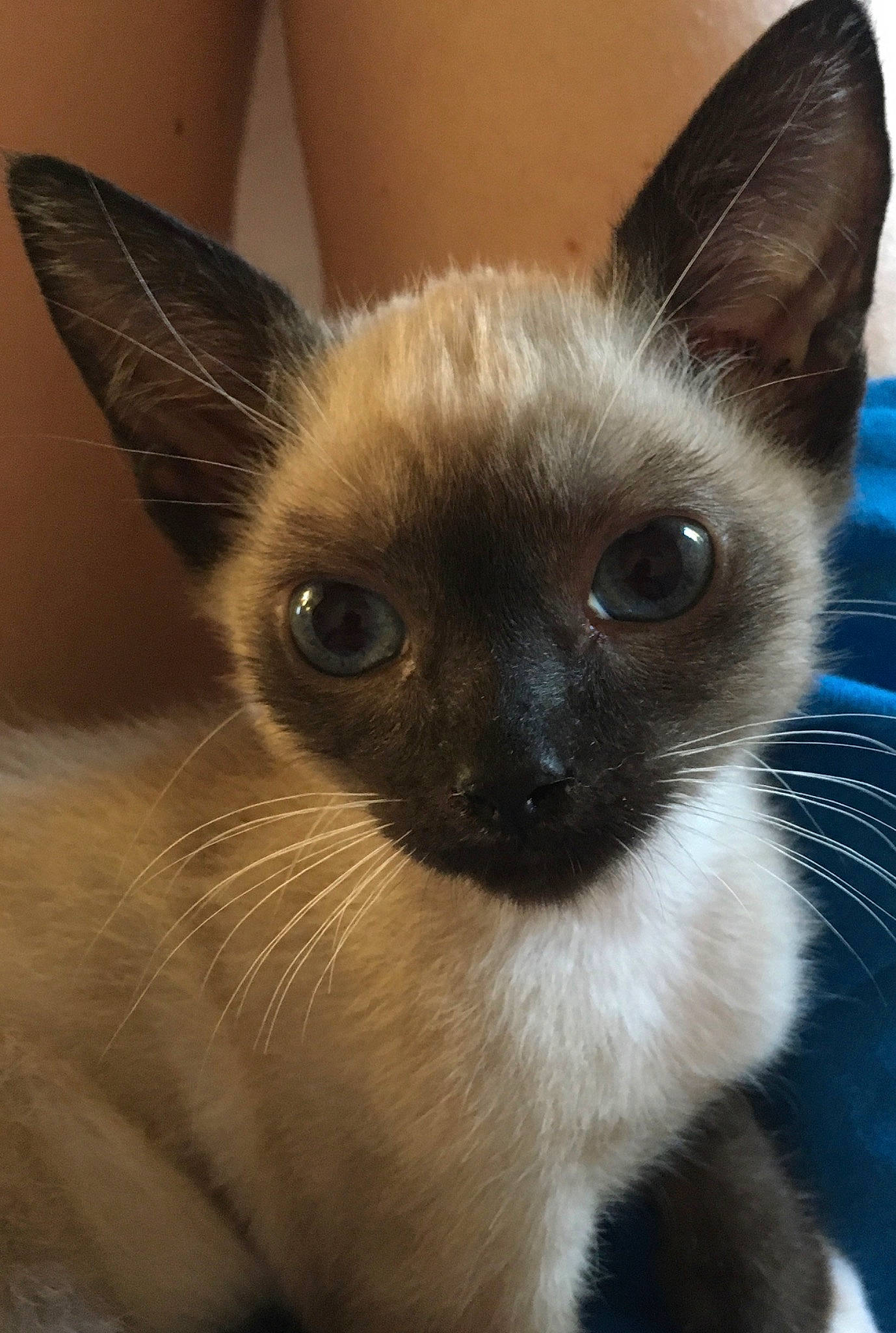 Captain participe au concours pour gagner de l'argent avec cette photo : balinese, carnivore, cat, close_up, ear, fawn, felidae, fur, iris, siamese, small_to_medium_sized_cats, snout, terrestrial_animal, whiskers