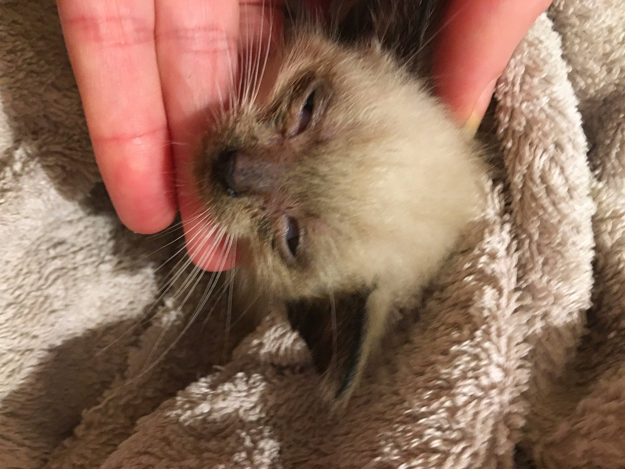 Captain a rejoint le concours — aidez-le/la à gagner de superbes lots ! carnivore, cat, claw, fawn, felidae, fur, nail, paw, primate, rodent, small_to_medium_sized_cats, snout, terrestrial_animal, whiskers, wildlife