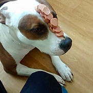 Tela joined the competition — help win amazing prizes! animal, balance, brown, brown_and_white, canine, cute, dog, domestic, ears, floor, food, indoor, lying_down, obedient, paws, pet, sausage, snout, waiting, white