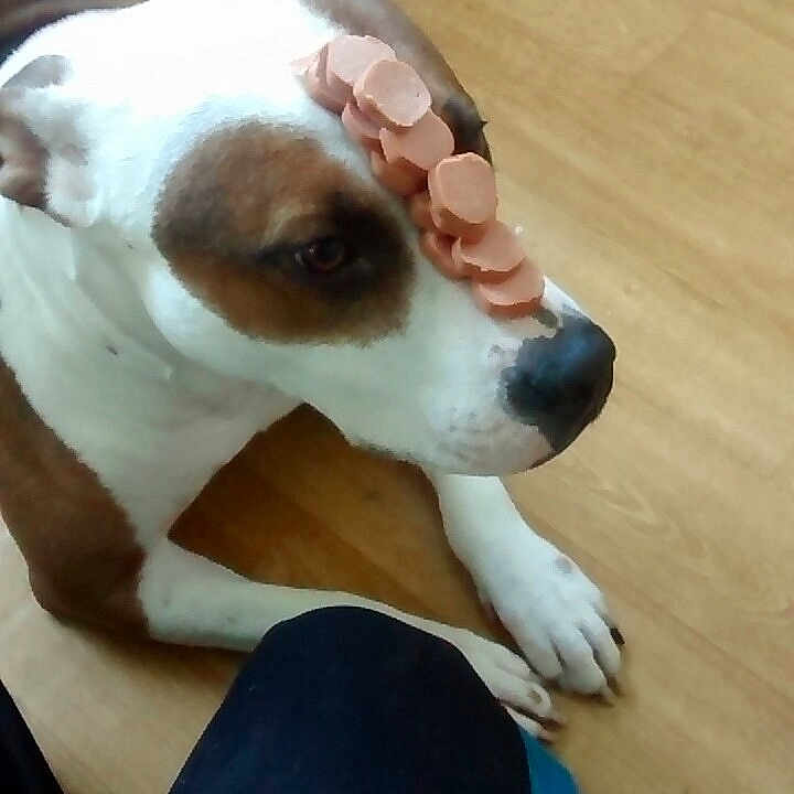 Tela joined the competition — help win amazing prizes! animal, balance, brown, brown_and_white, canine, cute, dog, domestic, ears, floor, food, indoor, lying_down, obedient, paws, pet, sausage, snout, waiting, white