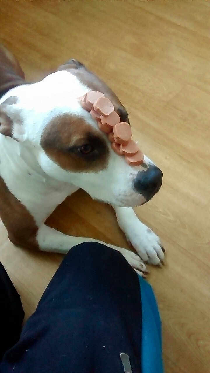 Tela joined the competition — help win amazing prizes! animal, balance, brown, brown_and_white, canine, cute, dog, domestic, ears, floor, food, indoor, lying_down, obedient, paws, pet, sausage, snout, waiting, white