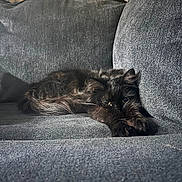 Raven is registered to the contest to win money with this photo: cat, black_cat, feline, pet, couch, sofa, furniture, indoor, comfortable, relaxed, stretching, pillow, cushion, orange_pillow, yellow_pillow, home, cozy, fur, animal, resting