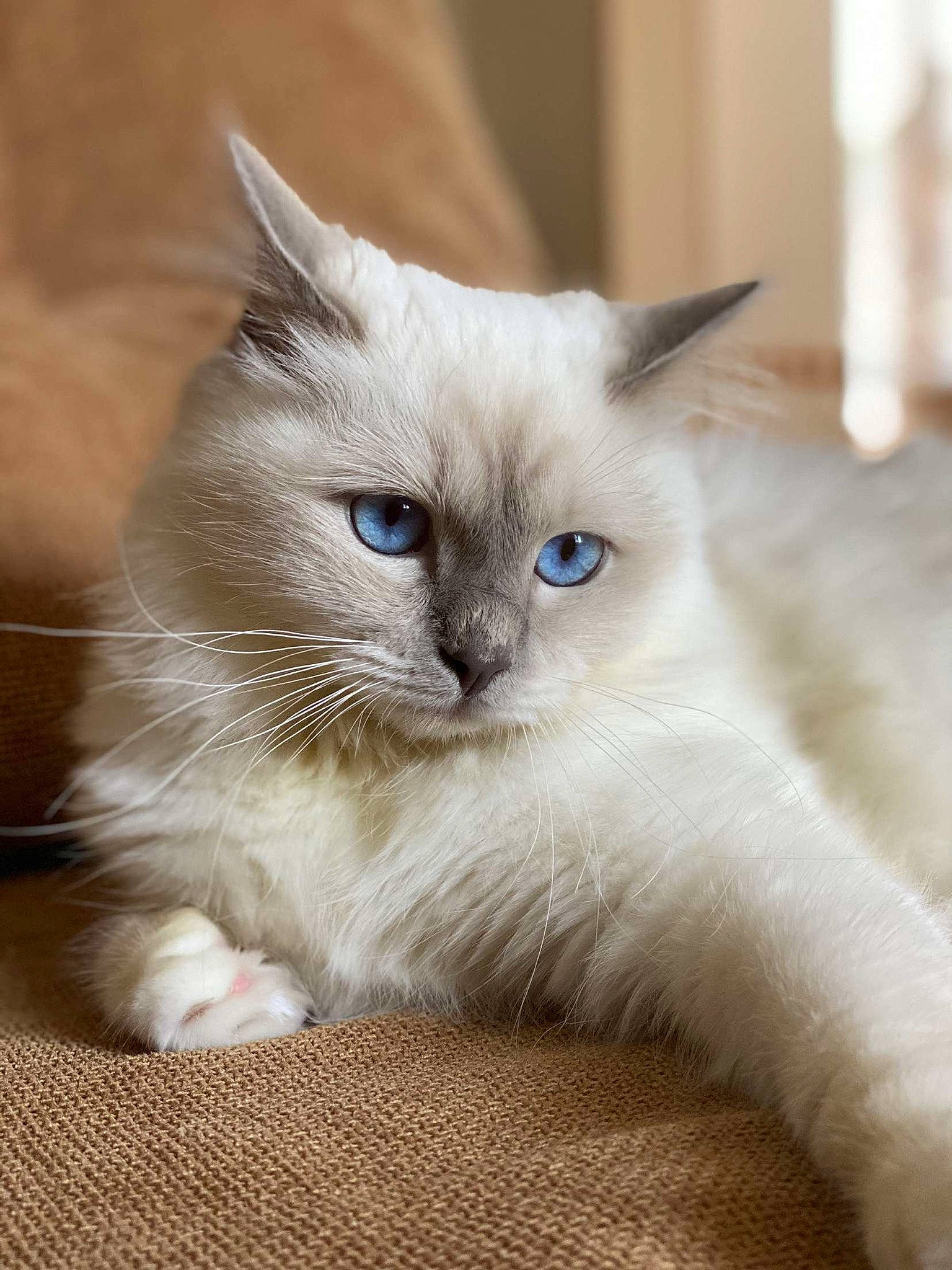 Rita participe au concours pour gagner de l'argent avec cette photo : asian, asian_semi_longhair, balinese, birman, british_semi_longhair, carnivore, cat, colorpoint_shorthair, eye, fawn, felidae, fur, kitten, mammal, ojos_azules, ragdoll, small_to_medium_sized_cats, thai, vertebrate, whiskers