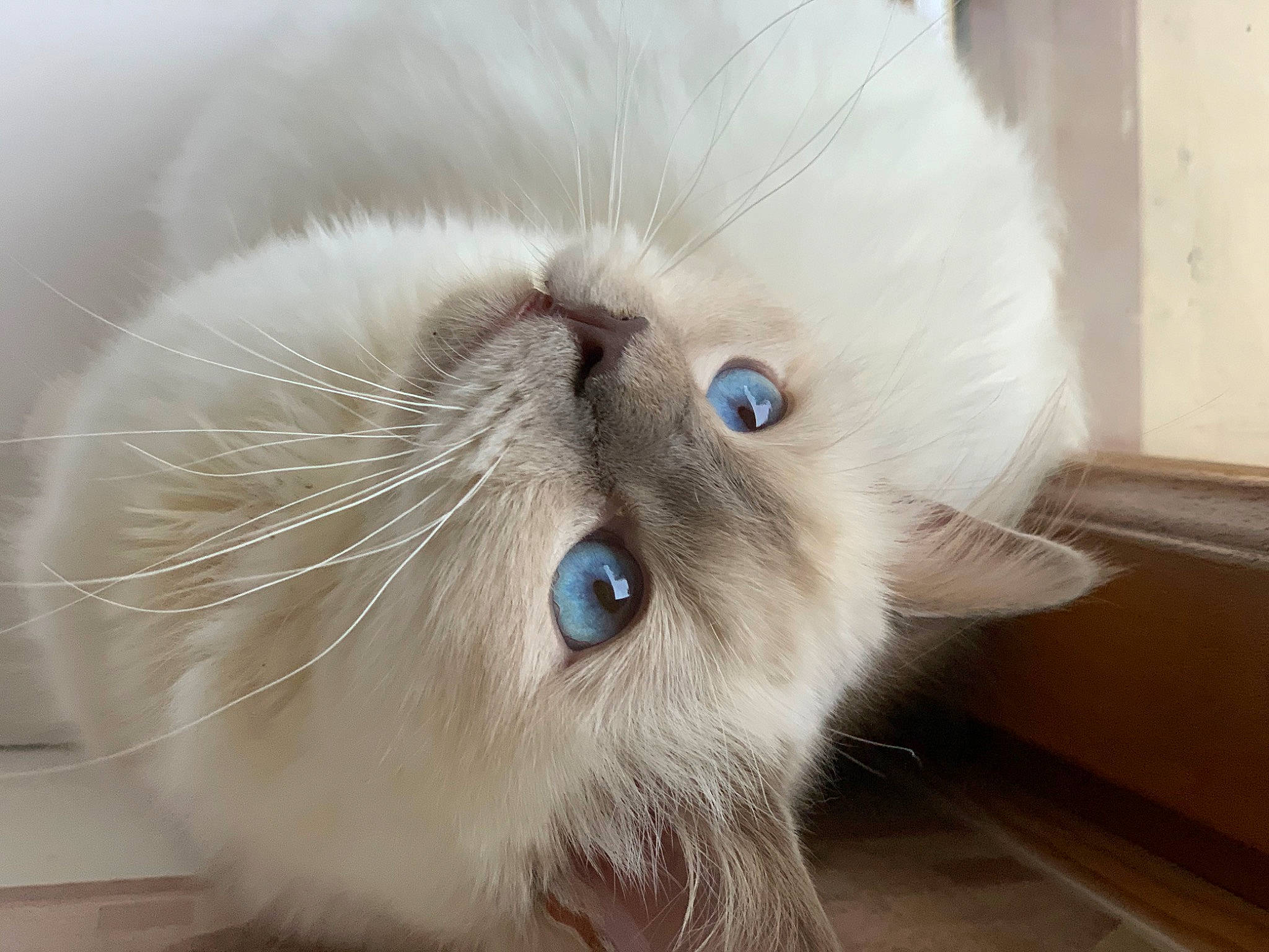 Rita participe au concours pour gagner de l'argent avec cette photo : asian_semi_longhair, birman, british_longhair, british_semi_longhair, carnivore, cat, domestic_long_haired_cat, eye, felidae, fur, himalayan, iris, mammal, nose, ojos_azules, persian, ragdoll, small_to_medium_sized_cats, snout, whiskers