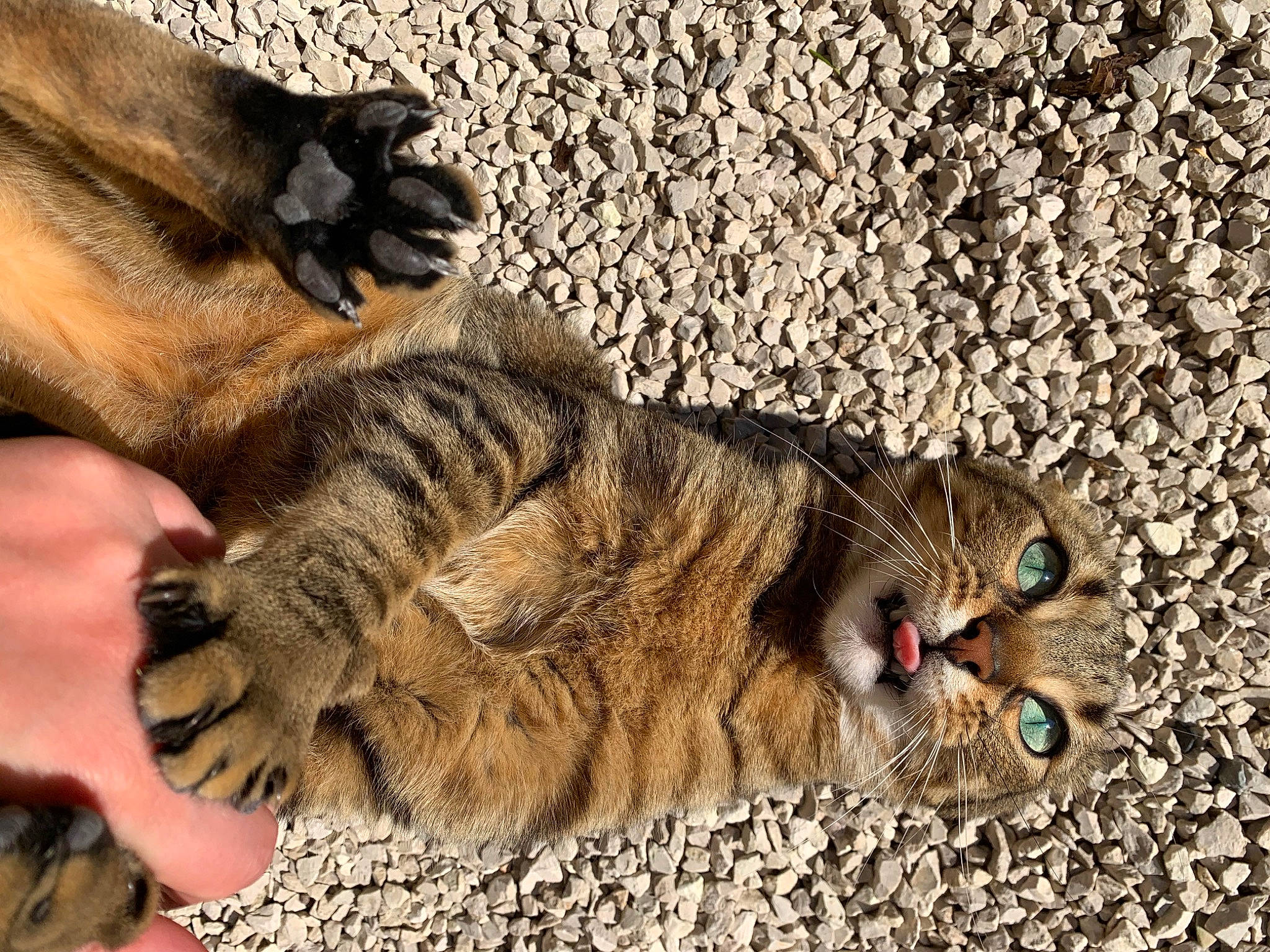 Milo