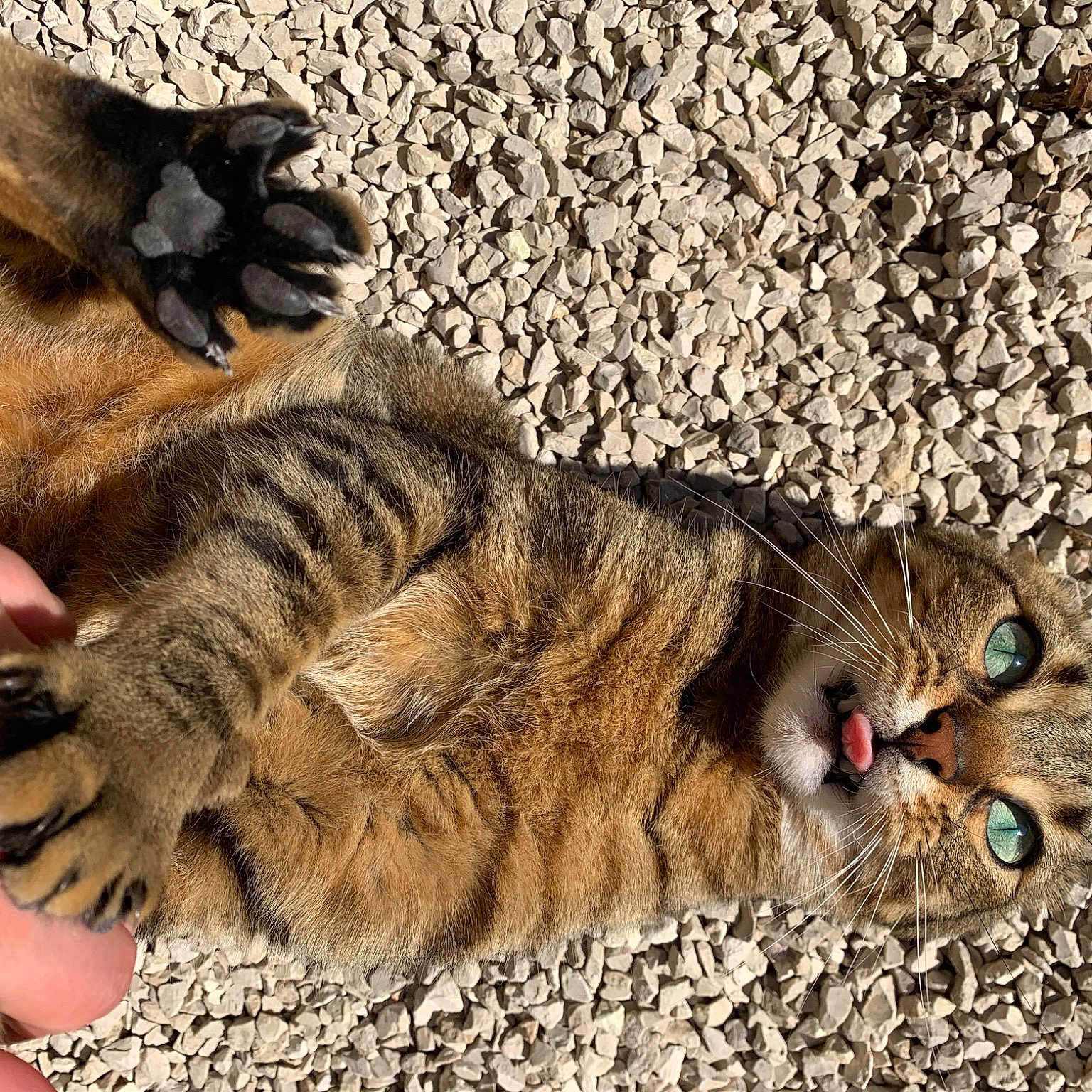 Milo