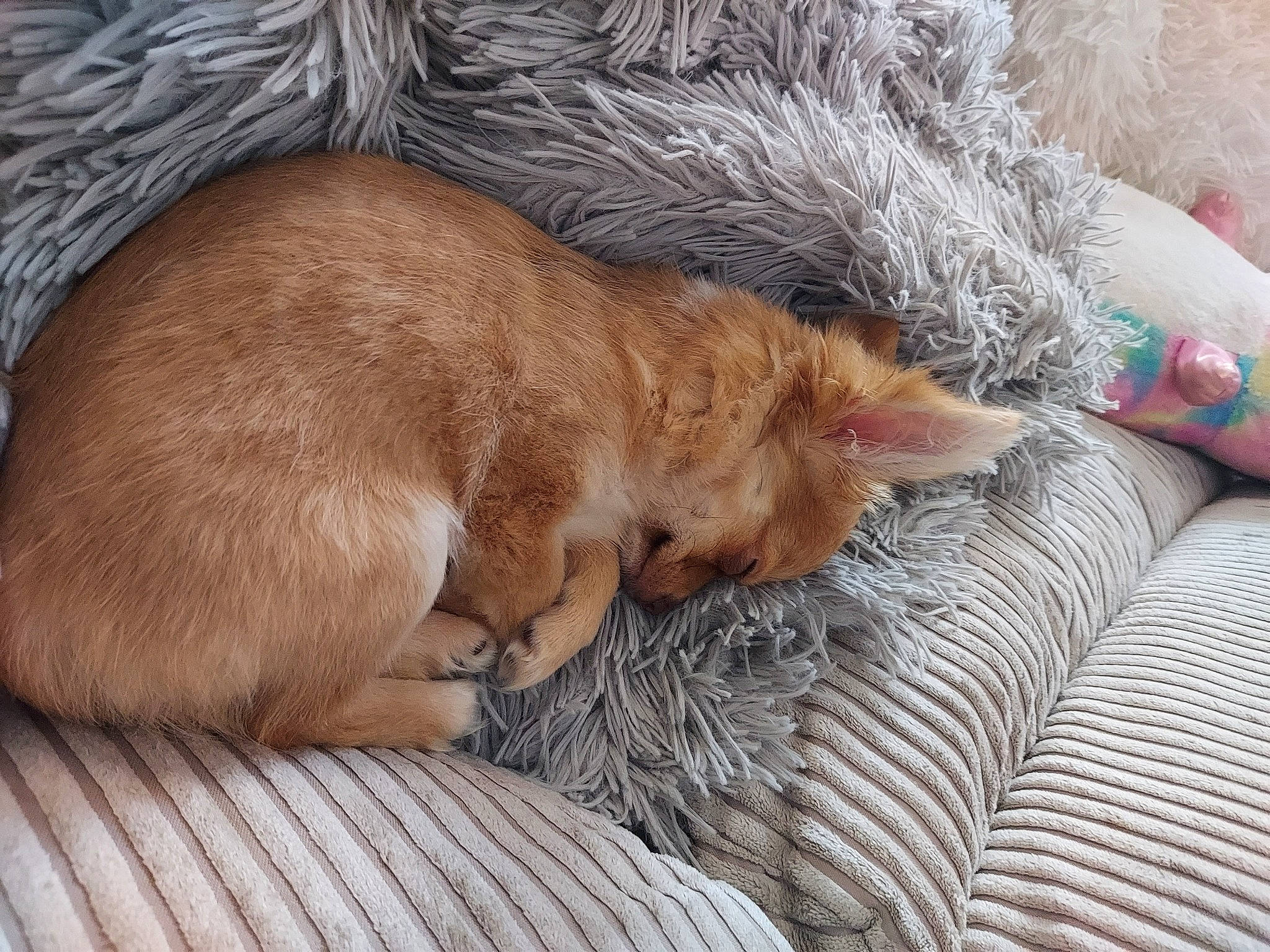 Lola is registered to the contest to win money with this photo: canidae, carnivore, comfort, dog_breed, fawn, felidae, fur, linens, liver, nap, sleep, small_to_medium_sized_cats, snout, sporting_group, tail, terrestrial_animal, whiskers