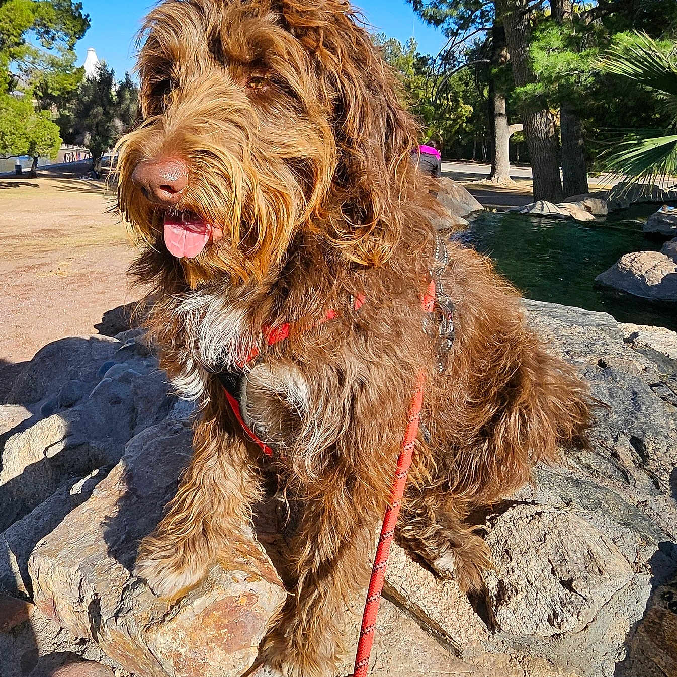 Ticaroja is registered to the contest to win money with this photo: accessories, animal, canine, dog, face, grass, head, nature, outdoors, park, path, person, pet, photography, plant, portrait, puppy, rock, tree, vegetation