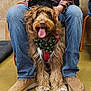 bandana, boots, brown_fur, canine, cute, dog, floor, front_paws, fur, graduation_cap, happy, indoor, jeans, muzzle, paw_prints, person, pet, sitting, tile_wall, tongue_out