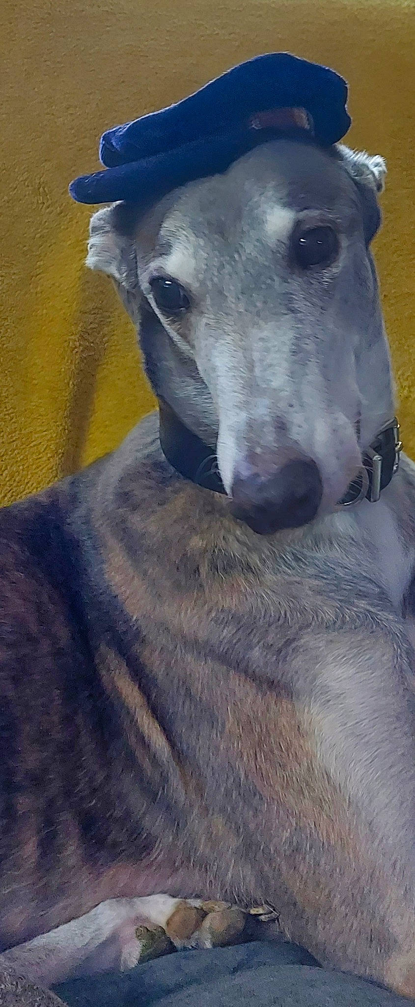 Alan is registered to the contest to win money with this photo: ancient_dog_breeds, canidae, carnivore, companion_dog, dog, dog_breed, dog_collar, fawn, giant_dog_breed, grey, magyar_agar, non_sporting_group, rampur_greyhound, sighthound, snout, sporting_group, terrestrial_animal, whiskers, working_animal