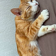Féline participe au concours pour gagner de l'argent avec cette photo : cat, orange_tabby, sleeping, resting, paw, fur, whiskers, indoor, pet, cozy, relaxed, mammal, feline, cute, closeup, animal, texture, wall, brown, soft