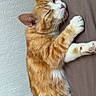 cat, orange_tabby, sleeping, resting, paw, fur, whiskers, indoor, pet, cozy, relaxed, mammal, feline, cute, closeup, animal, texture, wall, brown, soft