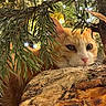 Féline participe au concours pour gagner de l'argent avec cette photo : cat, orange_cat, pine_tree, tree_branch, wood, nature, animal, pet, close_up, greenery, outdoor, fur, whiskers, face, eyes, nose, background_lights, bokeh, cozy, curious
