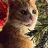 Féline participe au concours pour gagner de l'argent avec cette photo : cat, orange_cat, white_cat, christmas_tree, pine_needles, holiday_lights, whiskers, close_up, pet, feline, cute, curious, indoor, festive, animal, tree_branches, soft_light, portrait, domestic_cat, holiday_decor