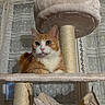 cat, orange_cat, white_cat, cat_tree, scratching_post, indoor, pet, feline, curtains, lace_curtains, window, plush, cozy, resting, looking_away, fur, whiskers, ears, animal, domestic_cat