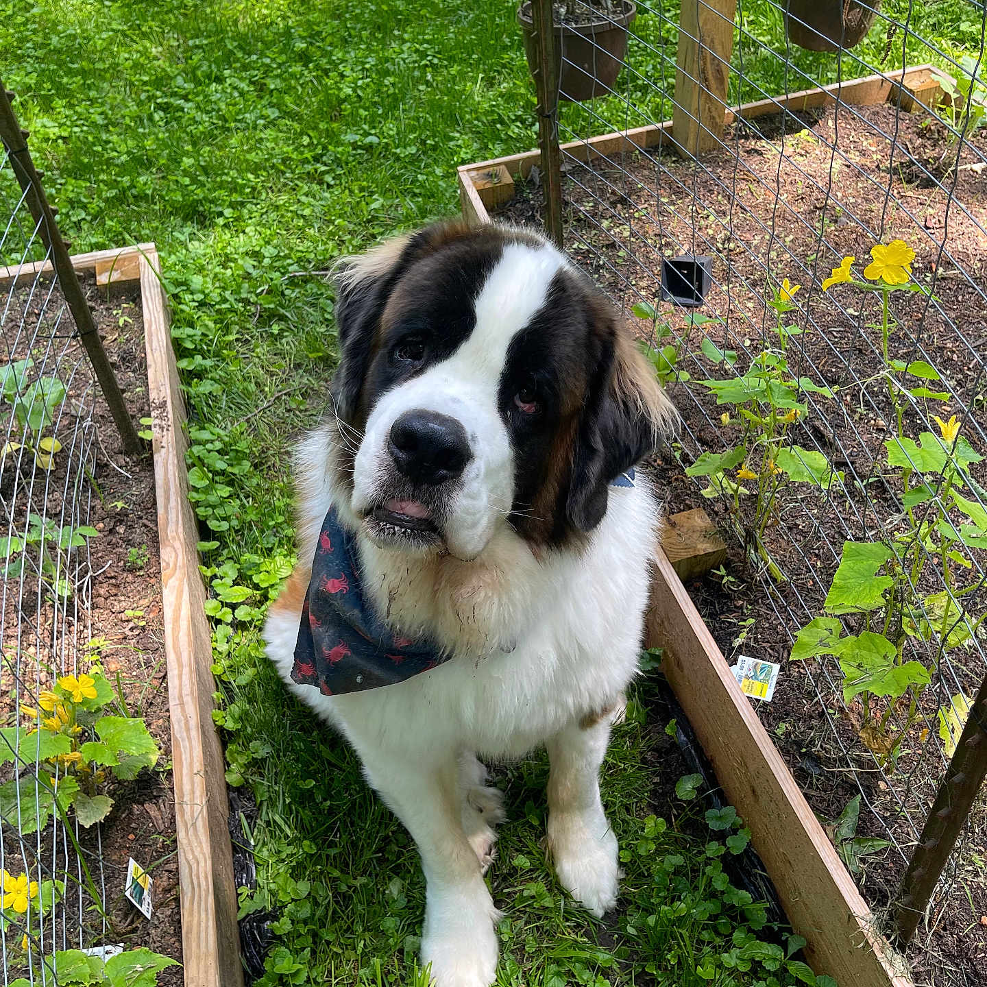 Bentley is registered to the contest to win money with this photo: animal, backyard, canine, dog, garden, herbal, herbs, jar, leaf, nature, outdoors, pet, plant, planter, pottedplant, pottery, puppy, saintbernard, vase, yard