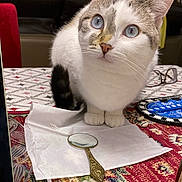 Princesse a rejoint le concours — aidez-le/la à gagner de superbes lots ! cat, blue_eyes, table, magnifying_glass, curious, white_fur, brown_fur, indoor, patterned_tablecloth, close_up, sitting, pet, whiskers, face, ears, paws, furniture, home, decor, glasses