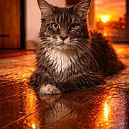 Socquette participe au concours pour gagner de l'argent avec cette photo : cat, maine_coon, indoor, sunset, wooden_floor, reflection, feline, long_hair, green_eyes, pet, animal, relaxed, cozy, warm_light, home, portrait, whiskers, ears, fur, closeup
