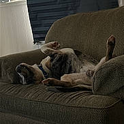 Rufus is registered to the contest to win money with this photo: animal, blind, brown, couch, cozy, dog, domestic, fur, furniture, home, indoor, paws, pet, quiet, relaxed, resting, sleeping, upside_down, wall, window
