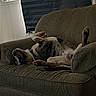 animal, blind, brown, couch, cozy, dog, domestic, fur, furniture, home, indoor, paws, pet, quiet, relaxed, resting, sleeping, upside_down, wall, window