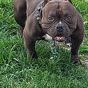 Prince is registered to the contest to win money with this photo: dog, grass, outdoor, pet, animal, canine, muscular, alert, brown_coat, collar, leash, ears_cropped, standing, nature, daylight, closeup, portrait, loyal, intense_gaze, healthy
