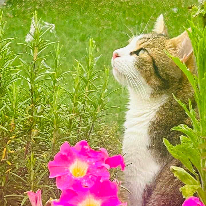 Tigri a rejoint le concours — aidez-le/la à gagner de superbes lots ! anemone, daisy, flower, geranium, grass, green, herbal, herbs, jar, nature, outdoors, petal, plant, planter, pottedplant, pottery, purple, spring, vase, vegetation