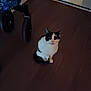 cat, black_and_white, indoor, wooden_floor, stroller_wheel, pet, feline, curious, looking_up, floor, animal, domestic_animal, whiskers, ears, tail, sitting, home, quiet, cute, companion