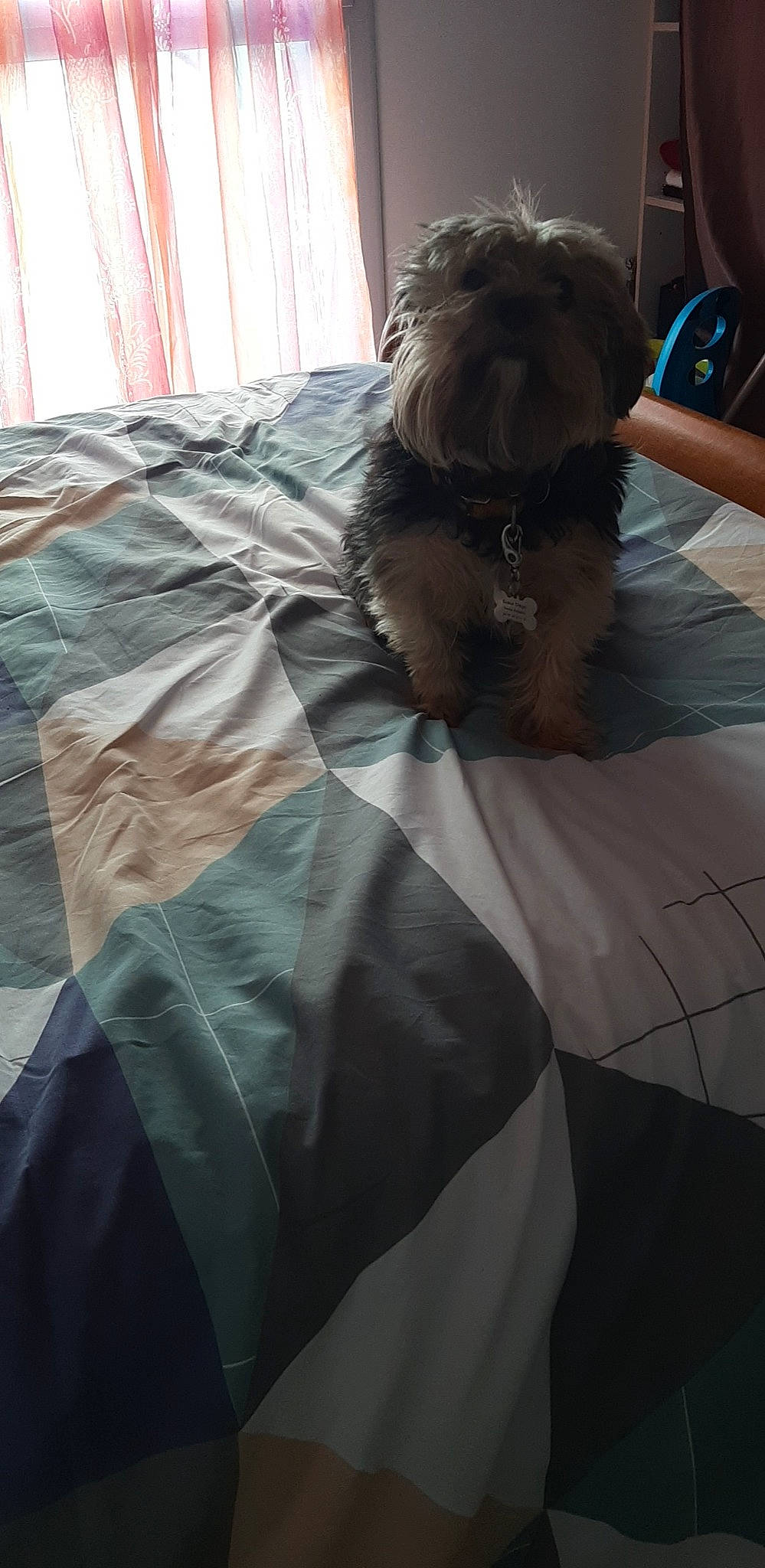 Diégo Sueur a rejoint le concours — aidez-le/la à gagner de superbes lots ! bed, bedding, bedroom, carnivore, comfort, companion_dog, dog, dog_breed, duvet, fawn, fur, linens, liver, mammal, pattern, sporting_group, t_shirt, tints_and_shades, toy_dog, wood