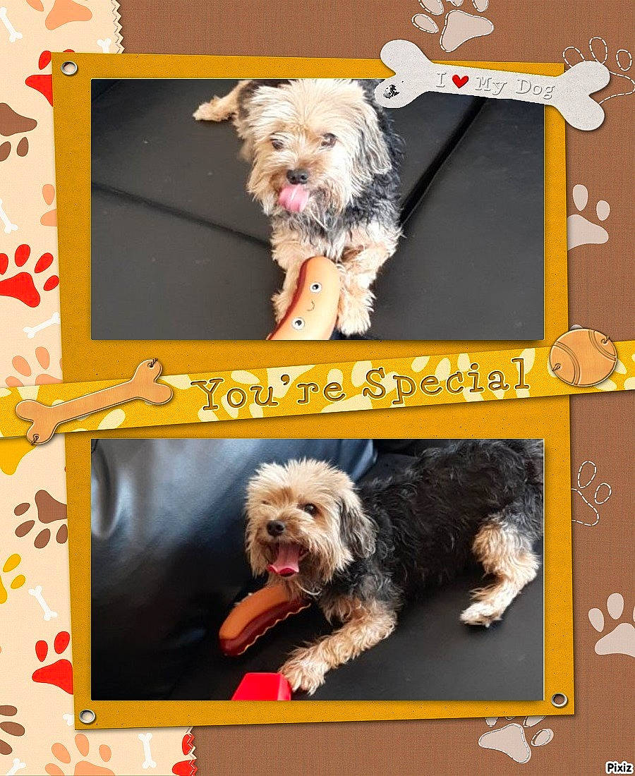 Diégo Sueur participe au concours pour gagner de l'argent avec cette photo : canidae, carnivore, companion_dog, dog, dog_breed, dog_supply, font, fur, liver, non_sporting_group, rectangle, small_terrier, sporting_group, terrier, toy_dog, water_dog, working_animal, yorkipoo