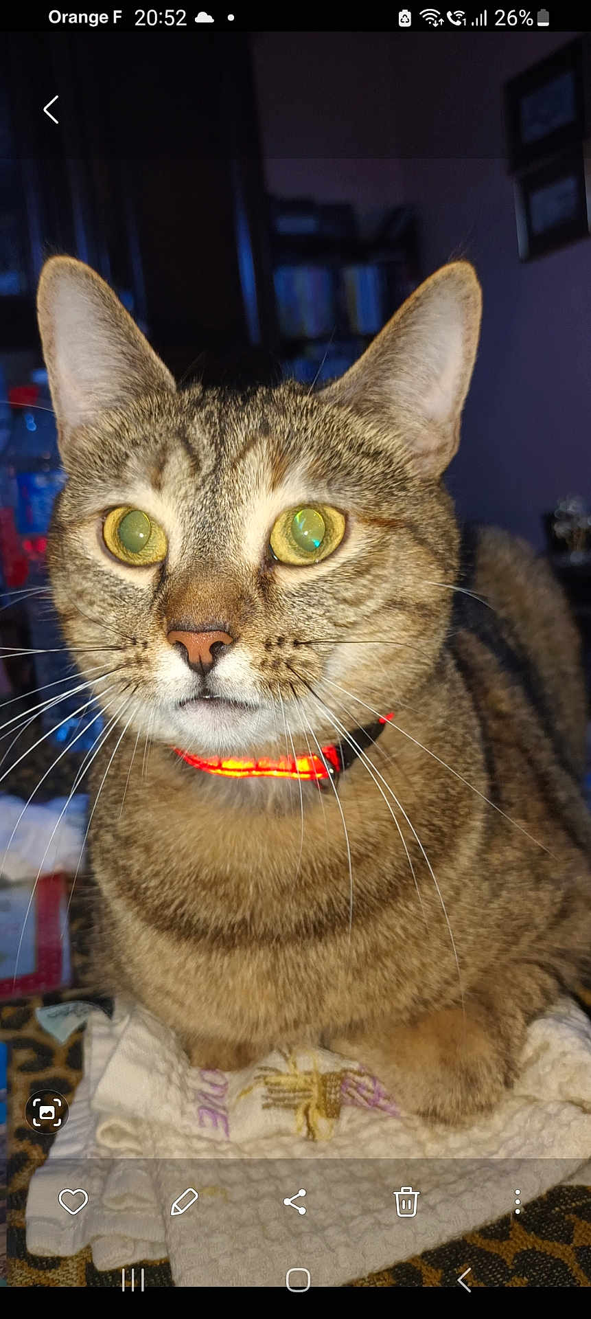 Kaydena a rejoint le concours — aidez-le/la à gagner de superbes lots ! animal, background, blanket, bookshelf, cat, close_up, collar, curious, ears, fabric, face, fur, furniture, indoor, pet, portrait, resting, tabby, whiskers, yellow_eyes