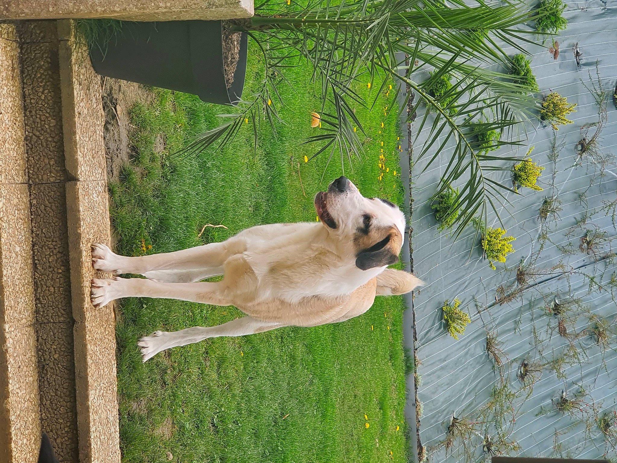 Tiago participe au concours pour gagner de l'argent avec cette photo : canidae, carnivore, companion_dog, dog, dog_breed, fawn, grass, plant, snout, sporting_group, tail, tree, trunk, wildlife, wood