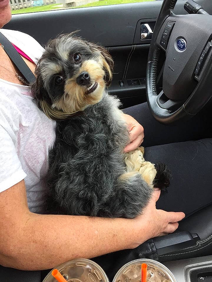 Molly Mae joined the competition — help win amazing prizes! auto_part, automotive_design, automotive_exterior, automotive_lighting, car, car_seat, car_seat_cover, carnivore, companion_dog, dog, dog_breed, family_car, gear_shift, motor_vehicle, personal_luxury_car, snout, steering_wheel, tableware, vehicle, vehicle_door