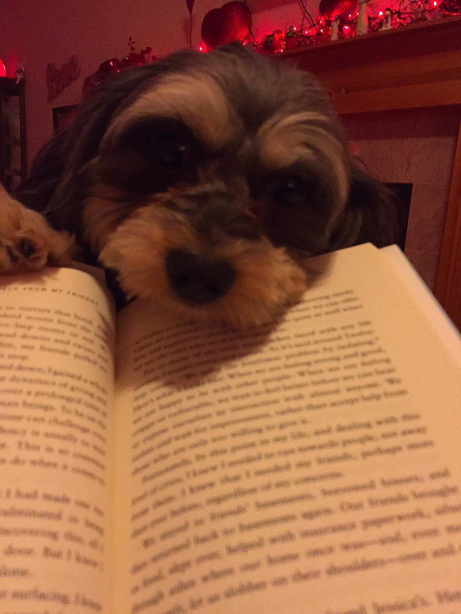 Molly Mae joined the competition — help win amazing prizes! book, carnivore, comfort, companion_dog, dog, dog_breed, dog_supply, flooring, font, fur, liver, publication, room, schnauzer, small_terrier, standard_schnauzer, terrier, toy_dog, whiskers, working_animal