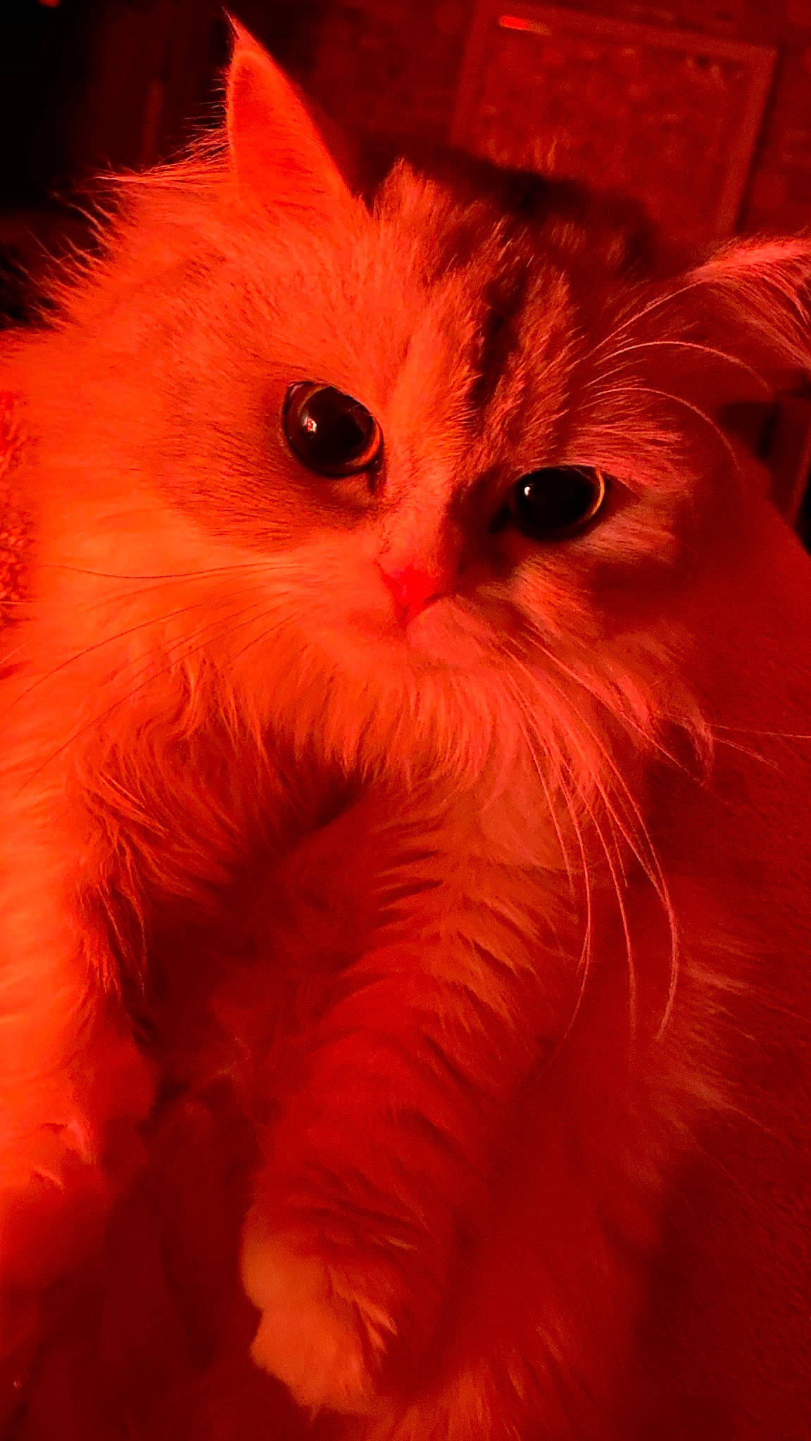 Jessie joined the competition — help win amazing prizes! art, british_longhair, carnivore, cat, close_up, coquelicot, event, eye, fawn, felidae, fur, paw, peach, small_to_medium_sized_cats, snout, tail, terrestrial_animal, whiskers, window