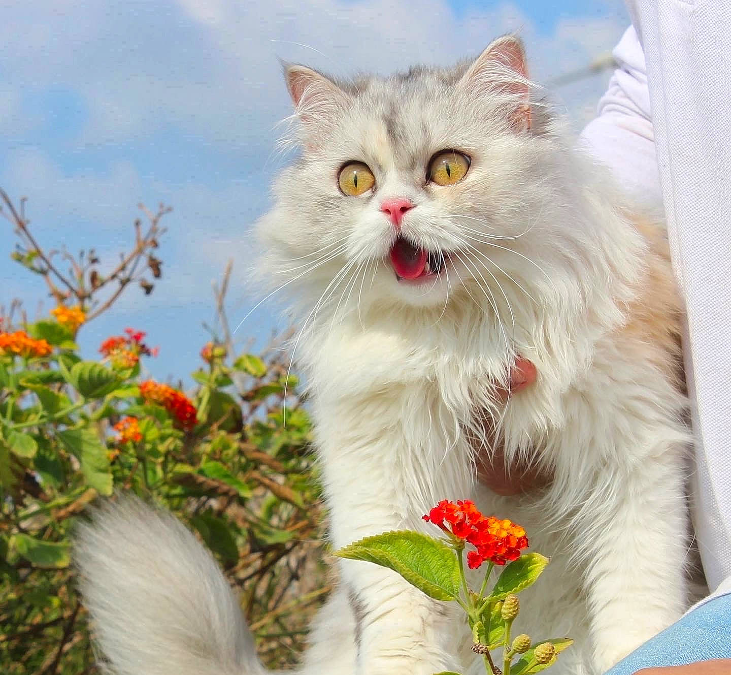 Jessie joined the competition — help win amazing prizes! annual_plant, carnivore, cat, cloud, coquelicot, domestic_short_haired_cat, felidae, flower, flowering_plant, fur, grass, happy, herbaceous_plant, petal, plant, sky, small_to_medium_sized_cats, whiskers, wildflower, window