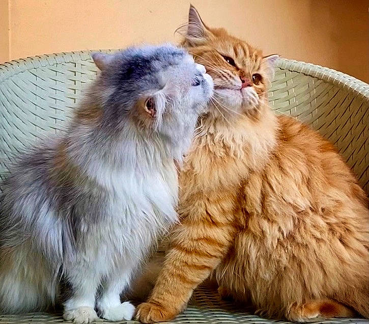 Jessie-nono-oreo joined the competition — help win amazing prizes! british_longhair, carnivore, cat, claw, comfort, fawn, felidae, fur, paw, small_to_medium_sized_cats, snout, tail, terrestrial_animal, whiskers, window