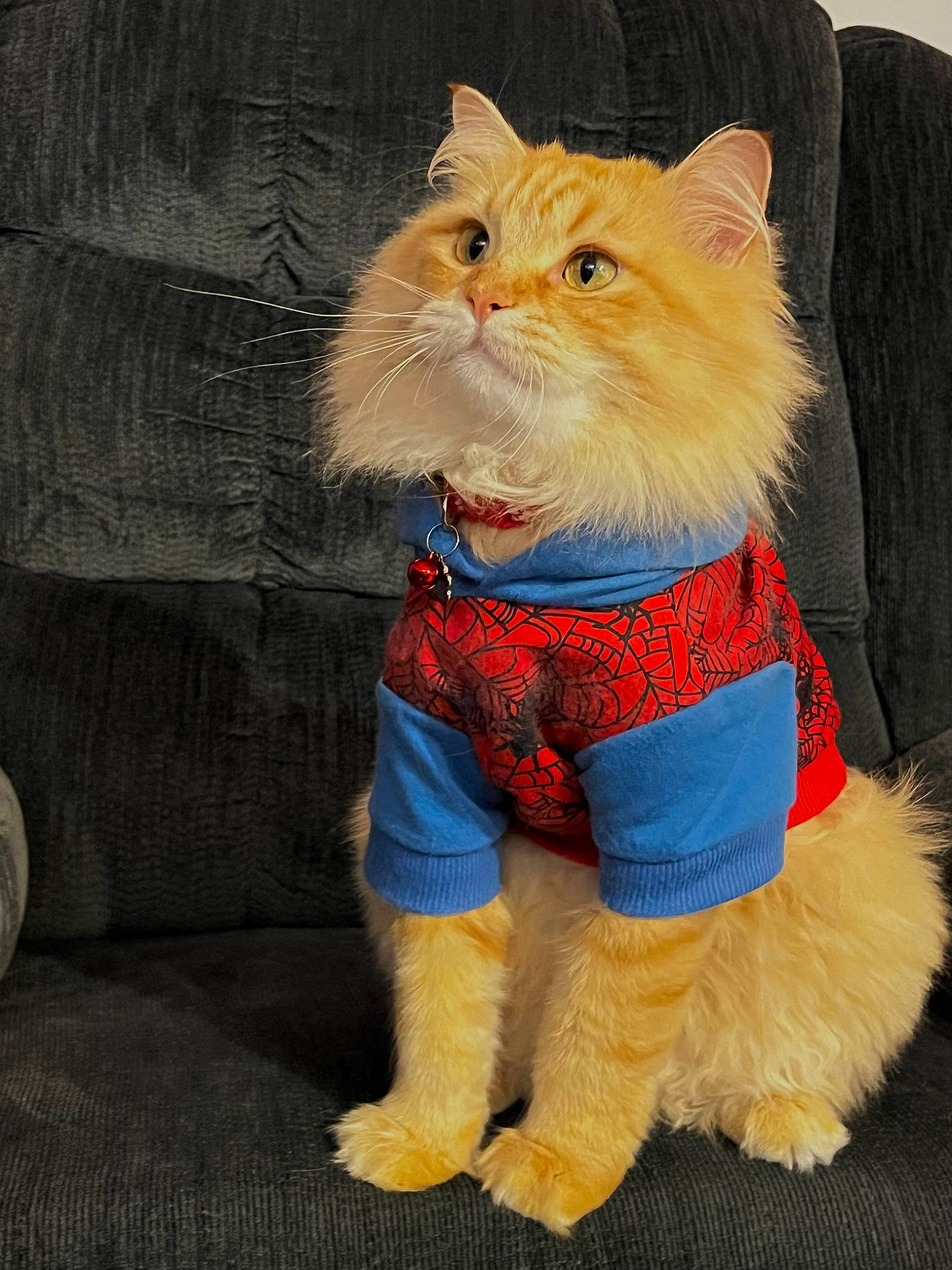 Nono joined the competition — help win amazing prizes! art, carnivore, cat, electric_blue, fashion_accessory, fawn, felidae, fur, gesture, pattern, peach, sleeve, small_to_medium_sized_cats, snout, stuffed_toy, tail, terrestrial_animal, toy, whiskers, wig