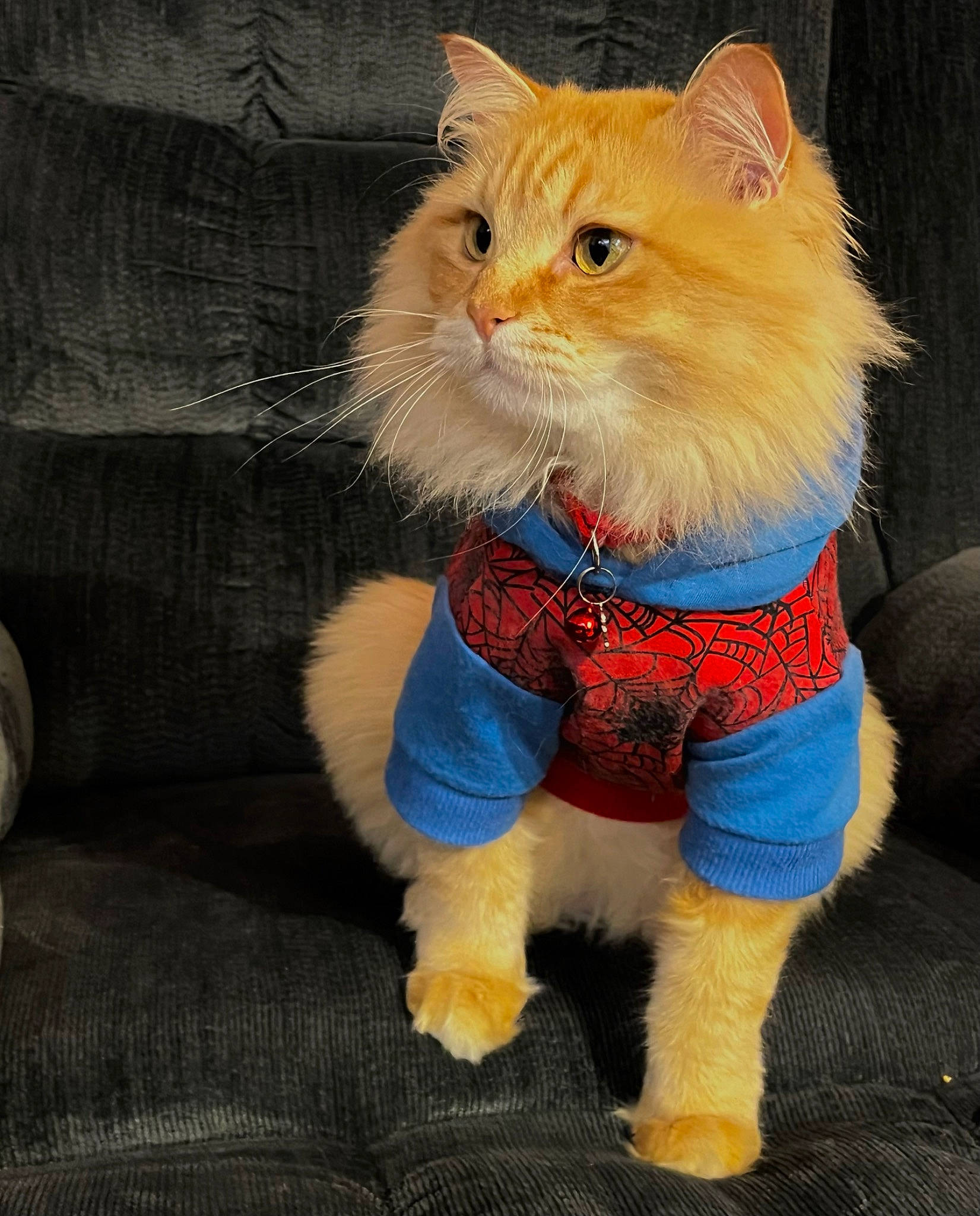 Nono joined the competition — help win amazing prizes! carnivore, cat, claw, companion_dog, electric_blue, eye, fashion_accessory, fawn, felidae, fur, gesture, iris, pattern, paw, small_to_medium_sized_cats, snout, tail, toy, whiskers, wig