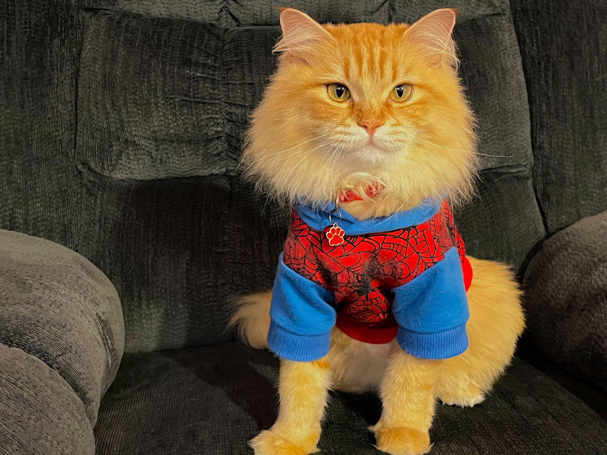 Nono joined the competition — help win amazing prizes! carnivore, cat, chair, companion_dog, electric_blue, eye, fawn, felidae, fictional_character, fur, head, lap, plant, sleeve, small_to_medium_sized_cats, snout, tail, toy, whiskers, wig