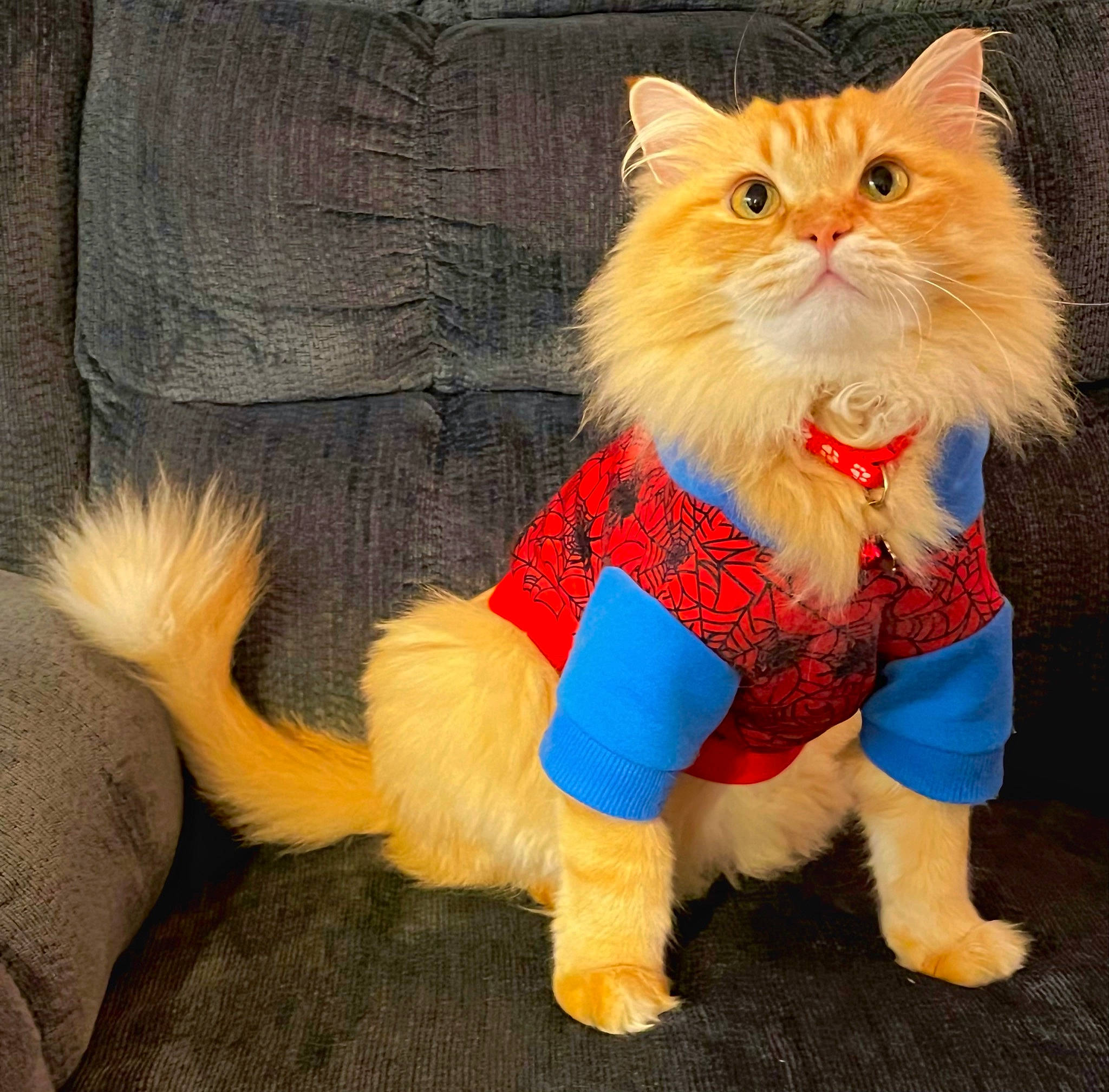 Nono is registered to the contest to win money with this photo: art, canidae, carnivore, cat, companion_dog, electric_blue, fawn, felidae, fictional_character, fur, paw, peach, small_to_medium_sized_cats, snout, stuffed_toy, tail, terrestrial_animal, toy, whiskers, wig