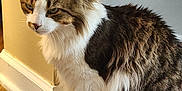 Cal is registered to the contest to win money with this photo: animal, brown, cat, corner, domestic, ears, feline, fluffy, fur, house, indoor, mammal, paws, pet, sitting, tabby, wall, whiskers, white, wooden_floor