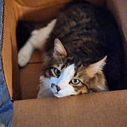 Cal joined the competition — help win amazing prizes! animal, box, cardboard_box, cat, close_up, cozy, curious, cute, domestic_cat, feline, fur, green_eyes, indoor, looking_up, pet, relaxed, resting, striped, tabby, whiskers