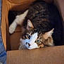 animal, box, cardboard_box, cat, close_up, cozy, curious, cute, domestic_cat, feline, fur, green_eyes, indoor, looking_up, pet, relaxed, resting, striped, tabby, whiskers
