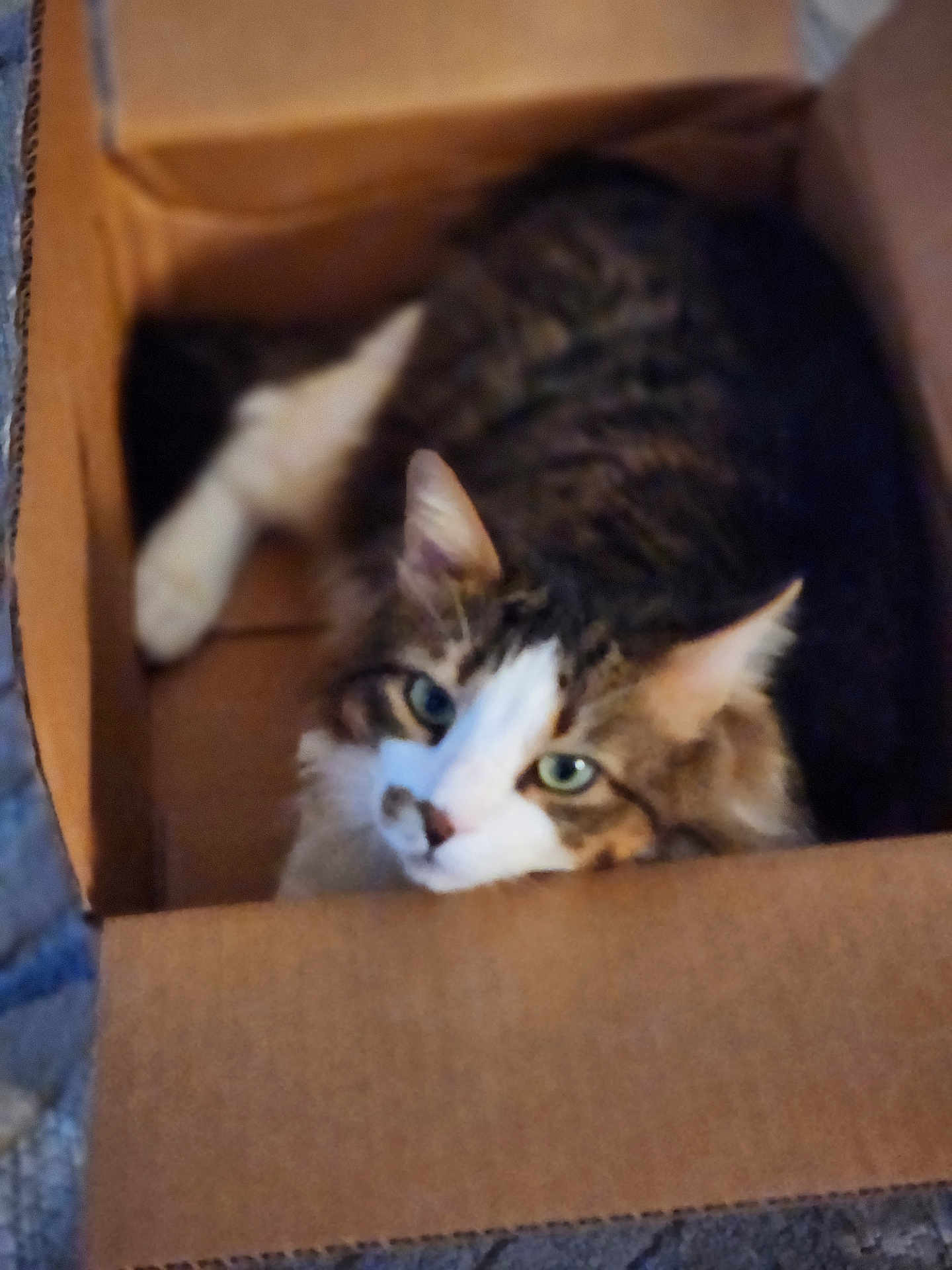 Cal