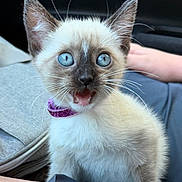Ash is registered to the contest to win money with this photo: cat, kitten, siamese_cat, blue_eyes, open_mouth, meowing, collar, sparkly_collar, feline, pet, animal, close_up, portrait, whiskers, pointed_ears, cream_fur, dark_face, car_interior, seated, cute
