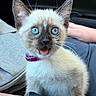 cat, kitten, siamese_cat, blue_eyes, open_mouth, meowing, collar, sparkly_collar, feline, pet, animal, close_up, portrait, whiskers, pointed_ears, cream_fur, dark_face, car_interior, seated, cute